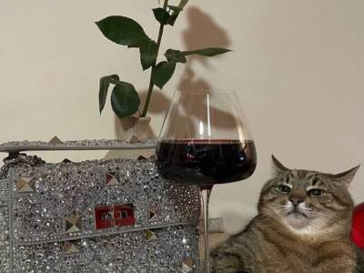 Это успех: Valentino заказали рекламу у кота Степана (фото). Афиша Днепра