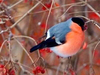 Какие птицы зимуют в парках Днепра. Афиша Днепра