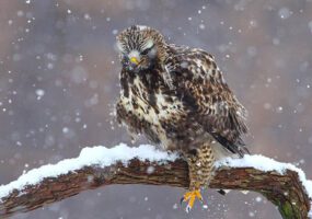 Фотограф представил замечательных птиц Днепропетровщины. Афиша Днепра