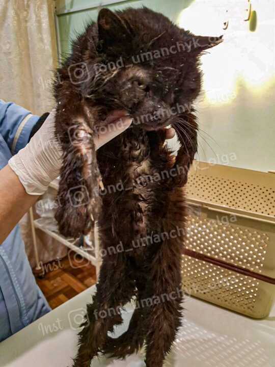 Последняя надежда: волонтеры из Днепра спасают изувеченного котика. Афиша Днепра