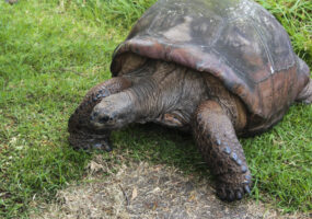 Самой старой черепахе в мире исполнилось 190 лет - как выглядит долгожитель. Афиша Днепра