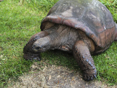 Самой старой черепахе в мире исполнилось 190 лет - как выглядит долгожитель. Афиша Днепра