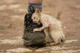 Последняя надежда: волонтеры из Днепра спасают изувеченного котика. Афиша Днепра
