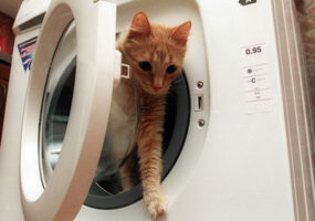 В Днепре кот полчаса провел в работающей стиральной машинке. Афиша Днепра