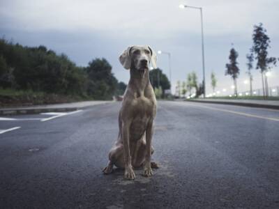 Спасая собаку: под Днепром водитель застрял в кювете. Афиша Днепра