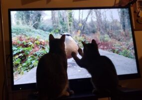 Только не новости: днепровский кот любит смотреть телевизор (Фото) Афиша Днепра